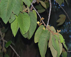 Image of Apeiba membranacea Spruce ex Benth.