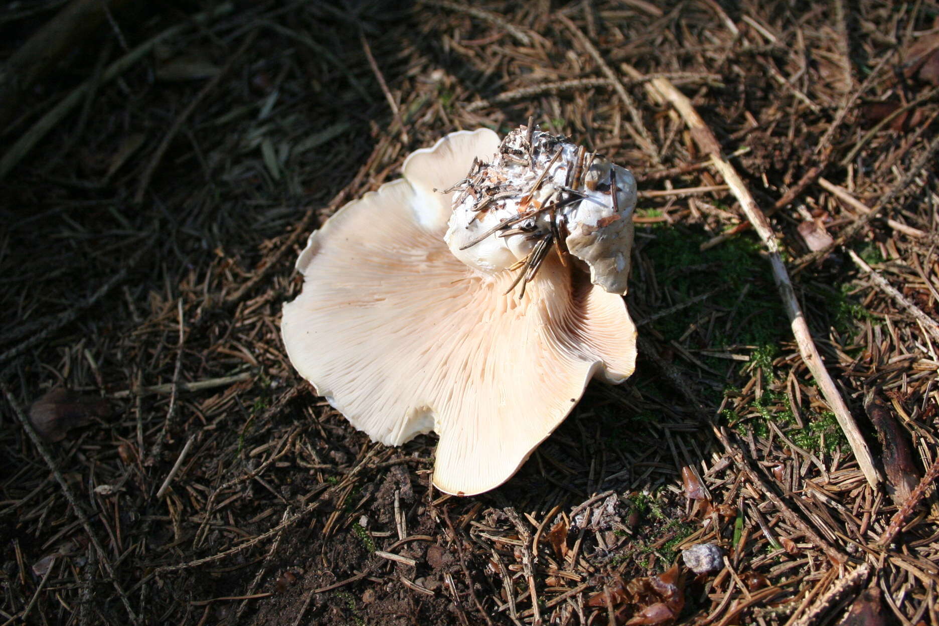 Image of Sweetbread mushroom