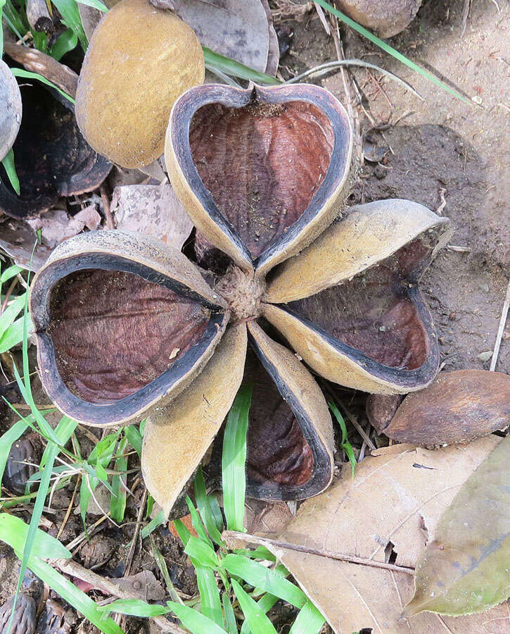 Слика од Sterculia apetala (Jacq.) Karst.