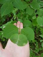 Image of grape honeysuckle