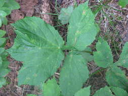 Image of Heracleum carpaticum Porc.