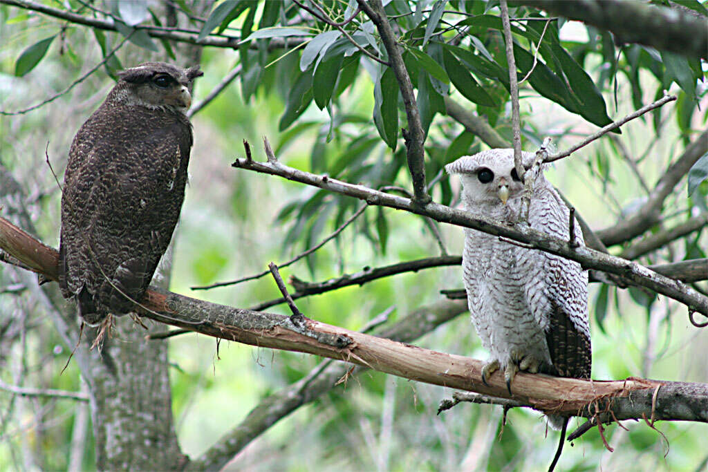 Plancia ëd Bubo sumatranus (Raffles 1822)