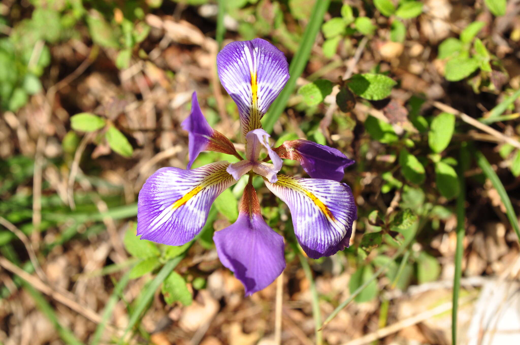 Plancia ëd Iris unguicularis subsp. carica (Wern. Schulze) A. P. Davis & Jury