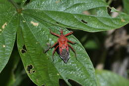 صورة Rhynocoris Hahn 1834