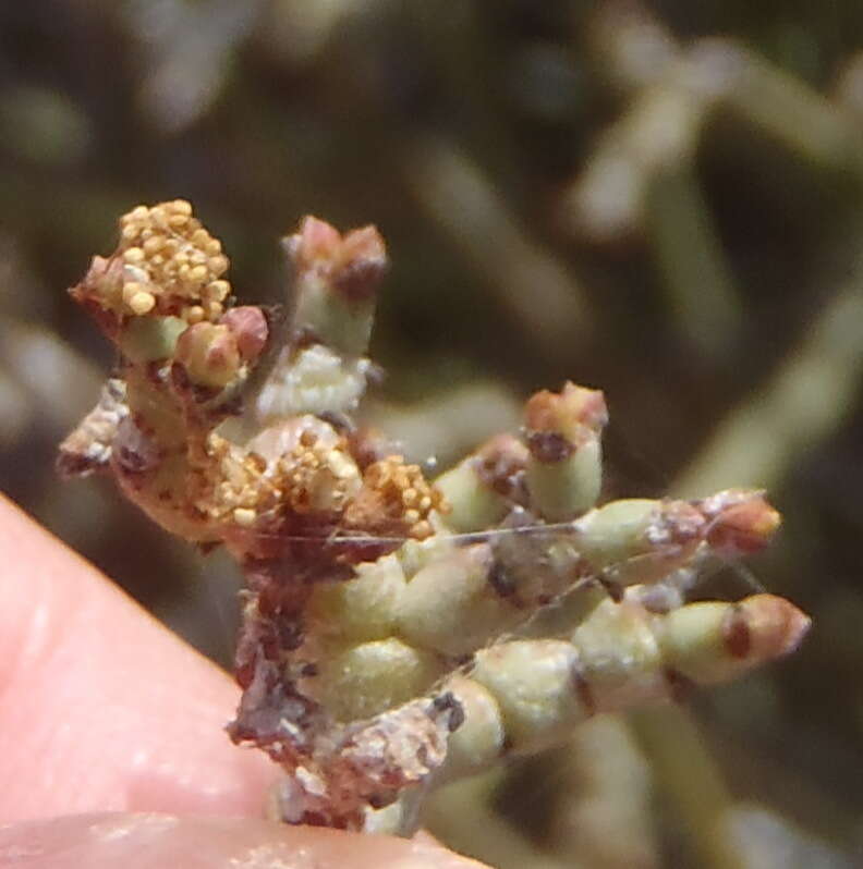 Image of Euphorbia racemosa E. Mey. ex Boiss.