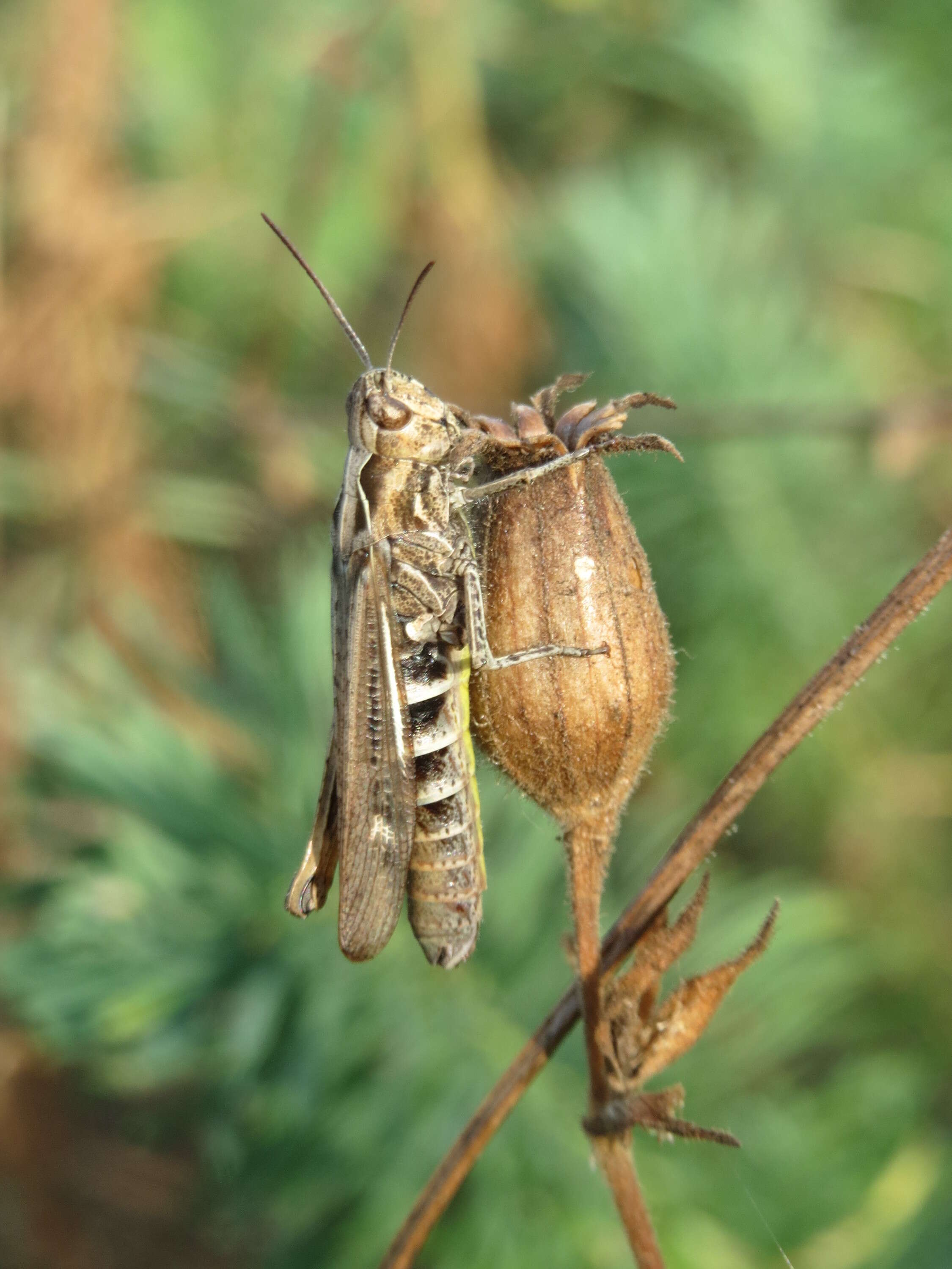 Image of bow-winged grasshopper