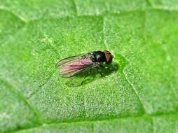 Image of big-headed flies