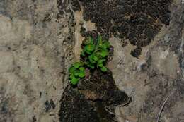 Image of Euphorbia peplus var. minima DC.