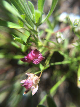 Image of cowbag clover