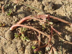 Image of common purslane