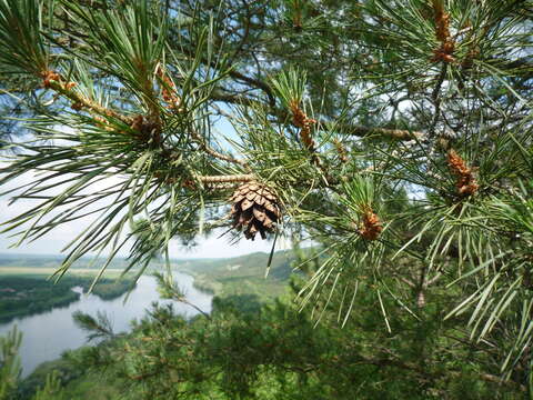 صورة Pinus nigra subsp. nigra