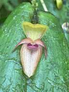 Image of Pleurothallis dewildei Luer & R. Escobar