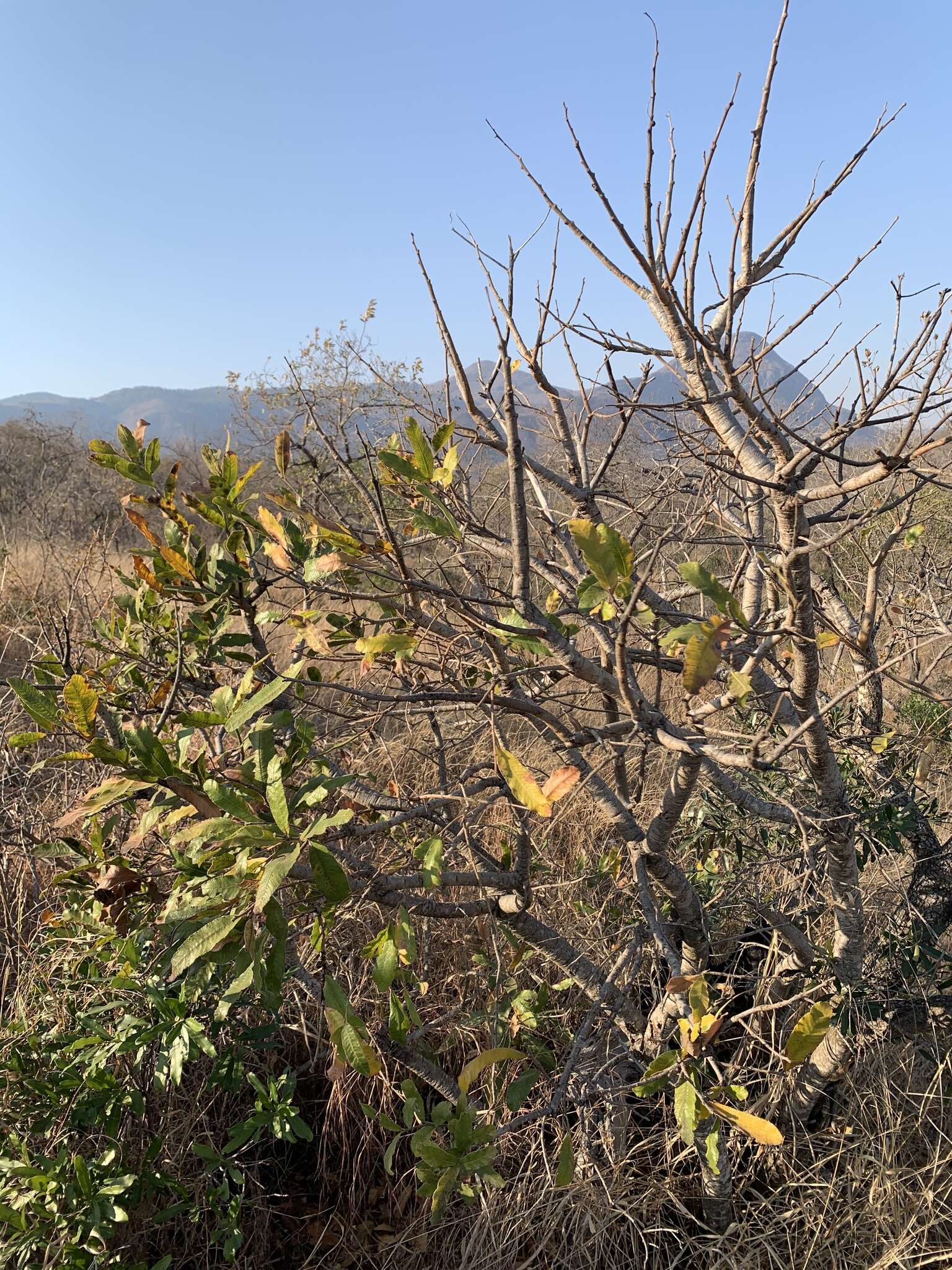 Image of Ozoroa sphaerocarpa R. & A. Fernandes