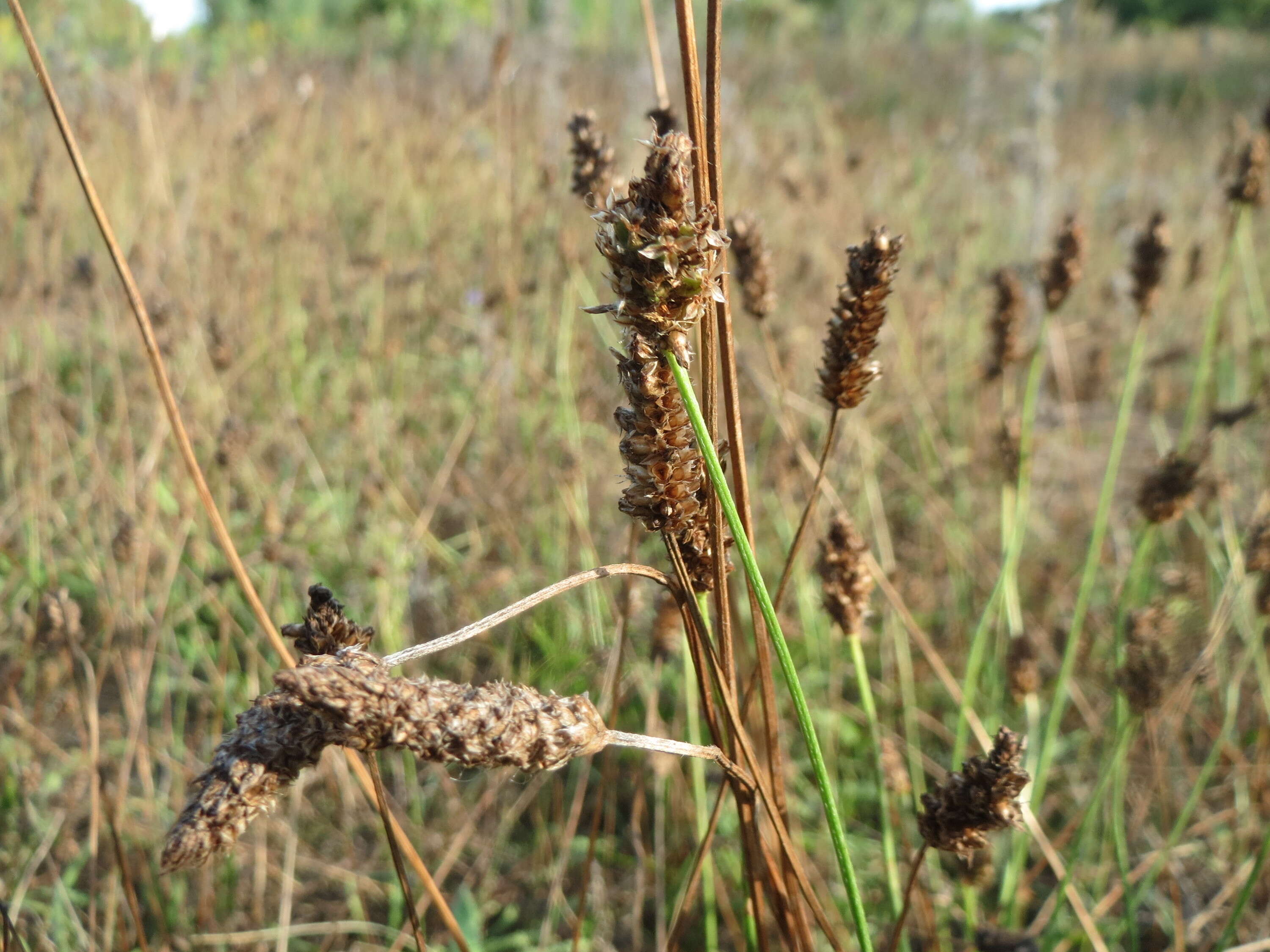 Image of Ribwort Plantain