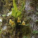 Image of Ixyophora luerorum (R. Vásquez & Dodson) P. A. Harding
