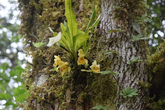 Image of Ixyophora luerorum (R. Vásquez & Dodson) P. A. Harding