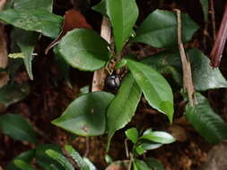 صورة Ardisia chinensis Benth.