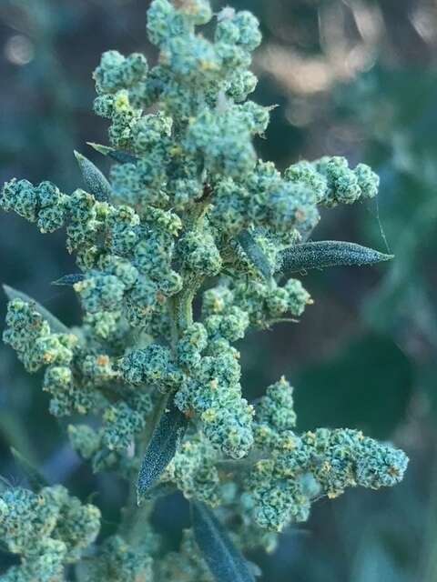 Imagem de Chenopodium berlandieri Moq.