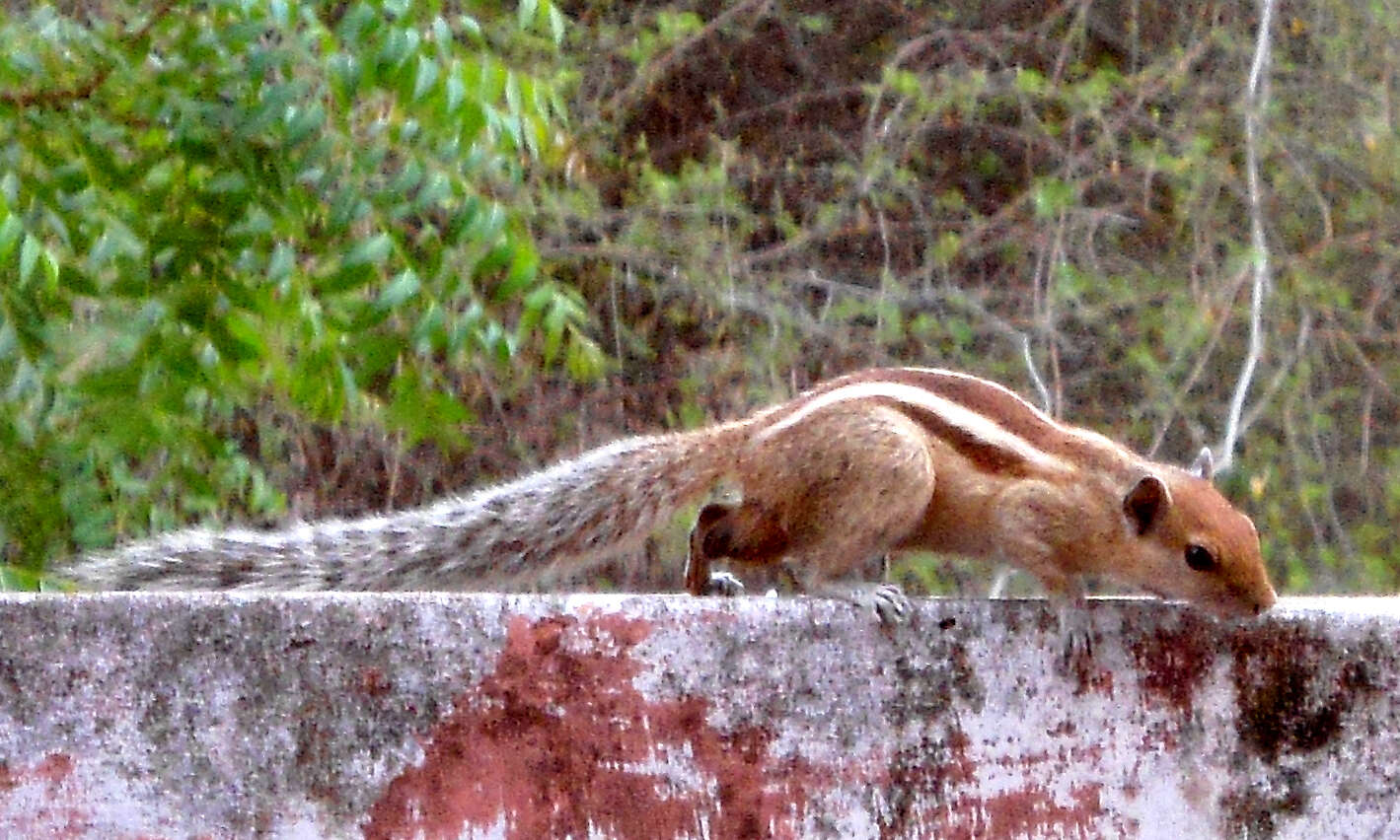 Image of Indian palm squirrel