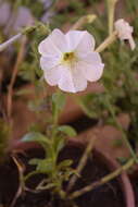 صورة Petunia axillaris (Lam.) Britton