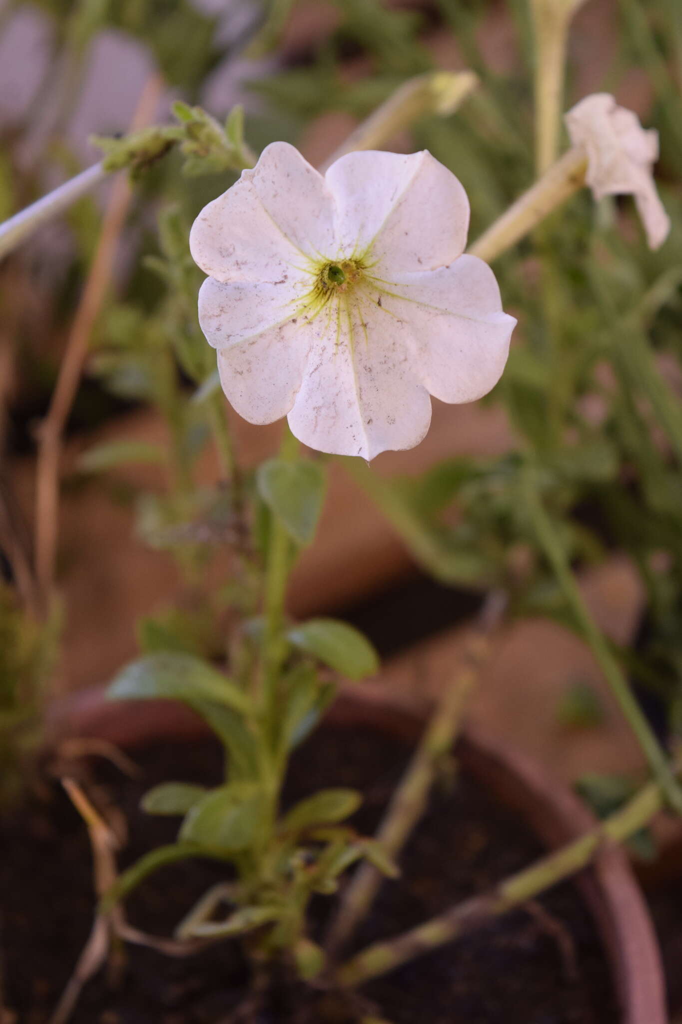 صورة Petunia axillaris (Lam.) Britton