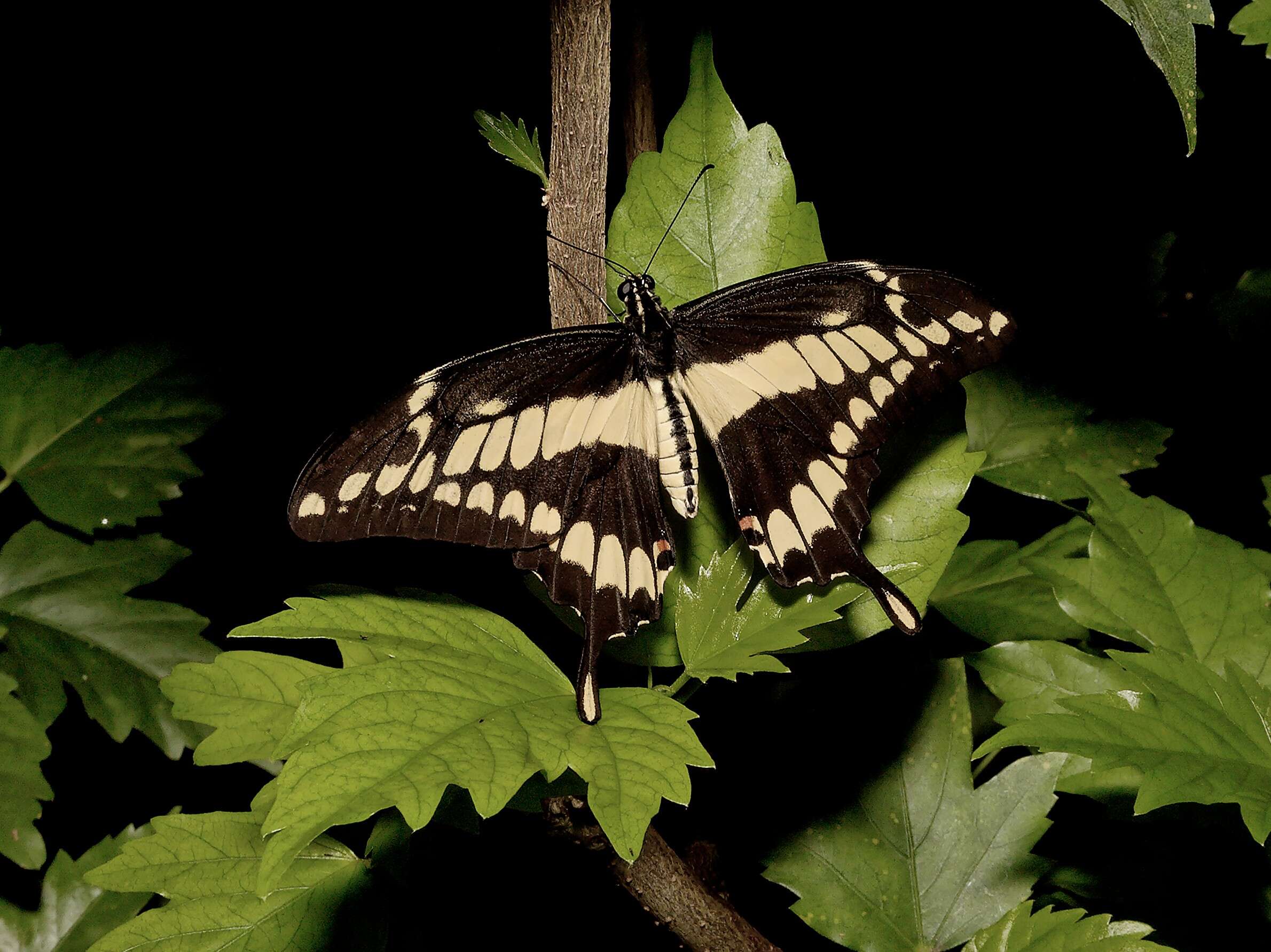 Sivun Papilio thoas Linnaeus 1771 kuva