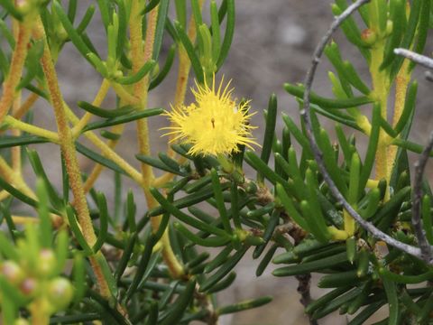 Image of Verticordia
