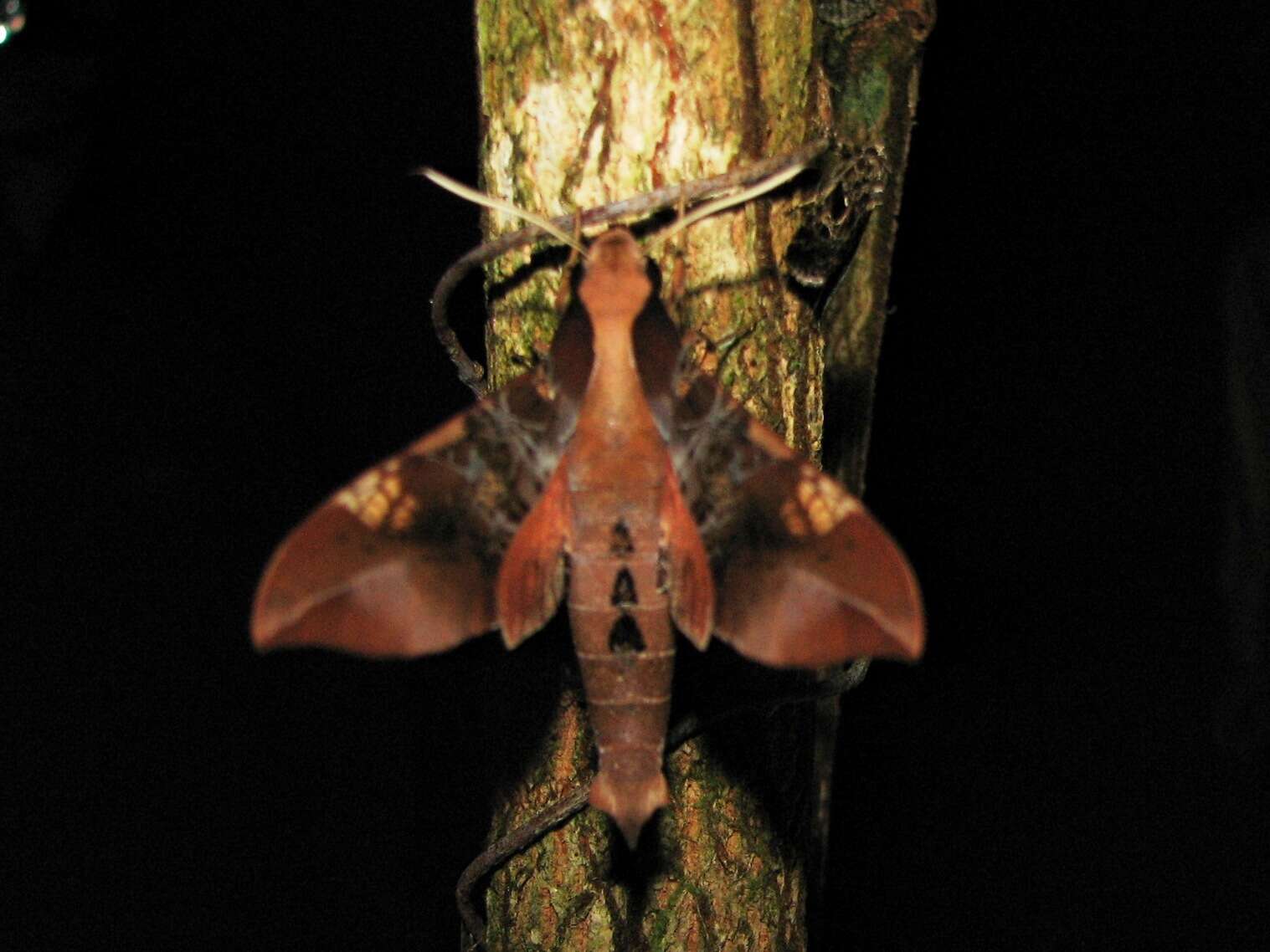 Image of Callionima inuus (Rothschild & Jordan 1903)