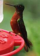 Image of Chestnut-breasted Coronet