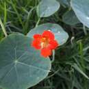 Imagem de Tropaeolum peltophorum Benth.