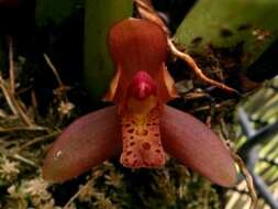 Imagem de Maxillaria rufescens Lindl.