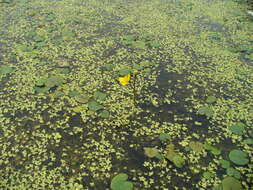 Слика од Utricularia australis R. Br.