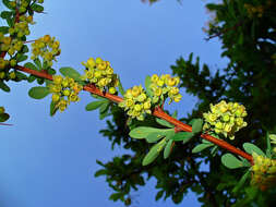 Image of Japanese barberry