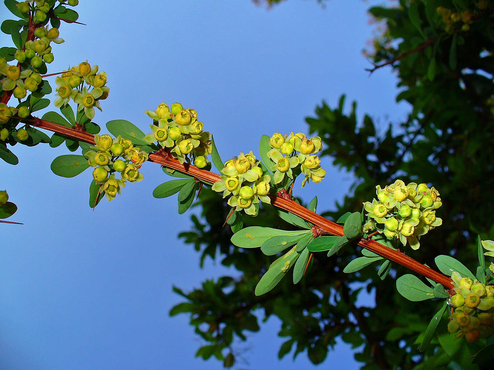 Image of Japanese barberry