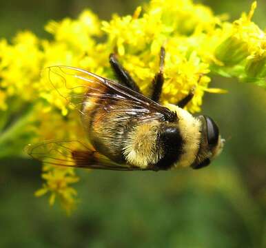 Image of Eristalis flavipes Walker 1849