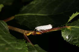 Imagem de Yponomeuta evonymella Linnaeus 1758