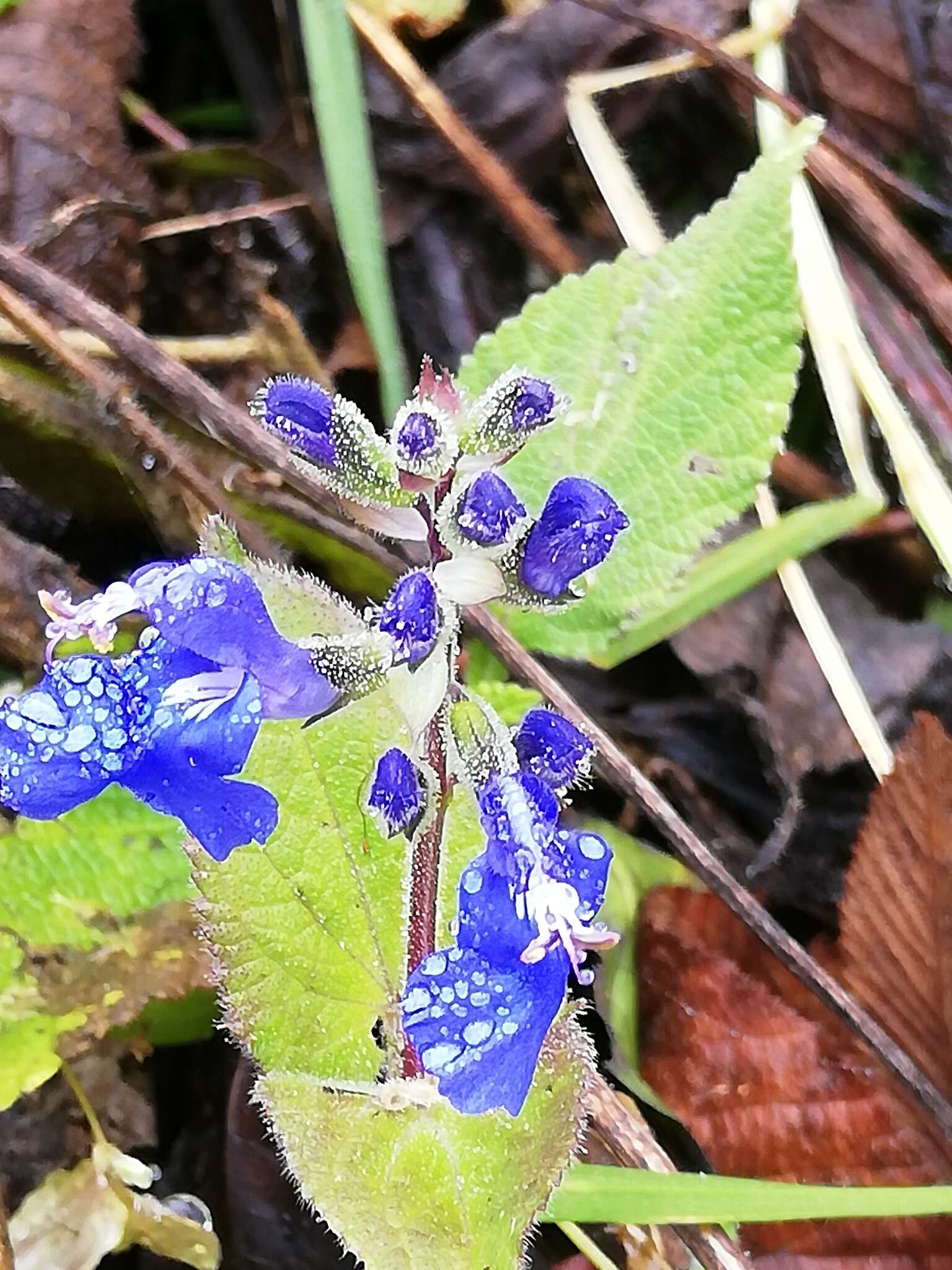 Salvia scutellarioides Kunth resmi