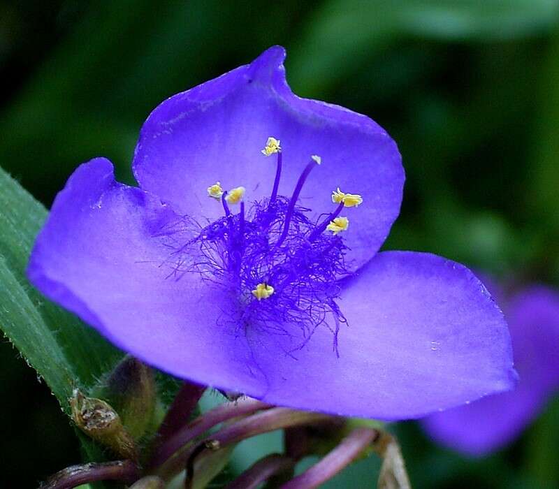 Слика од Tradescantia ohiensis Raf.