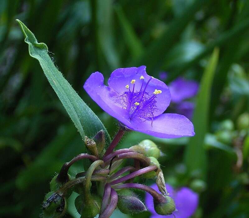 Слика од Tradescantia ohiensis Raf.