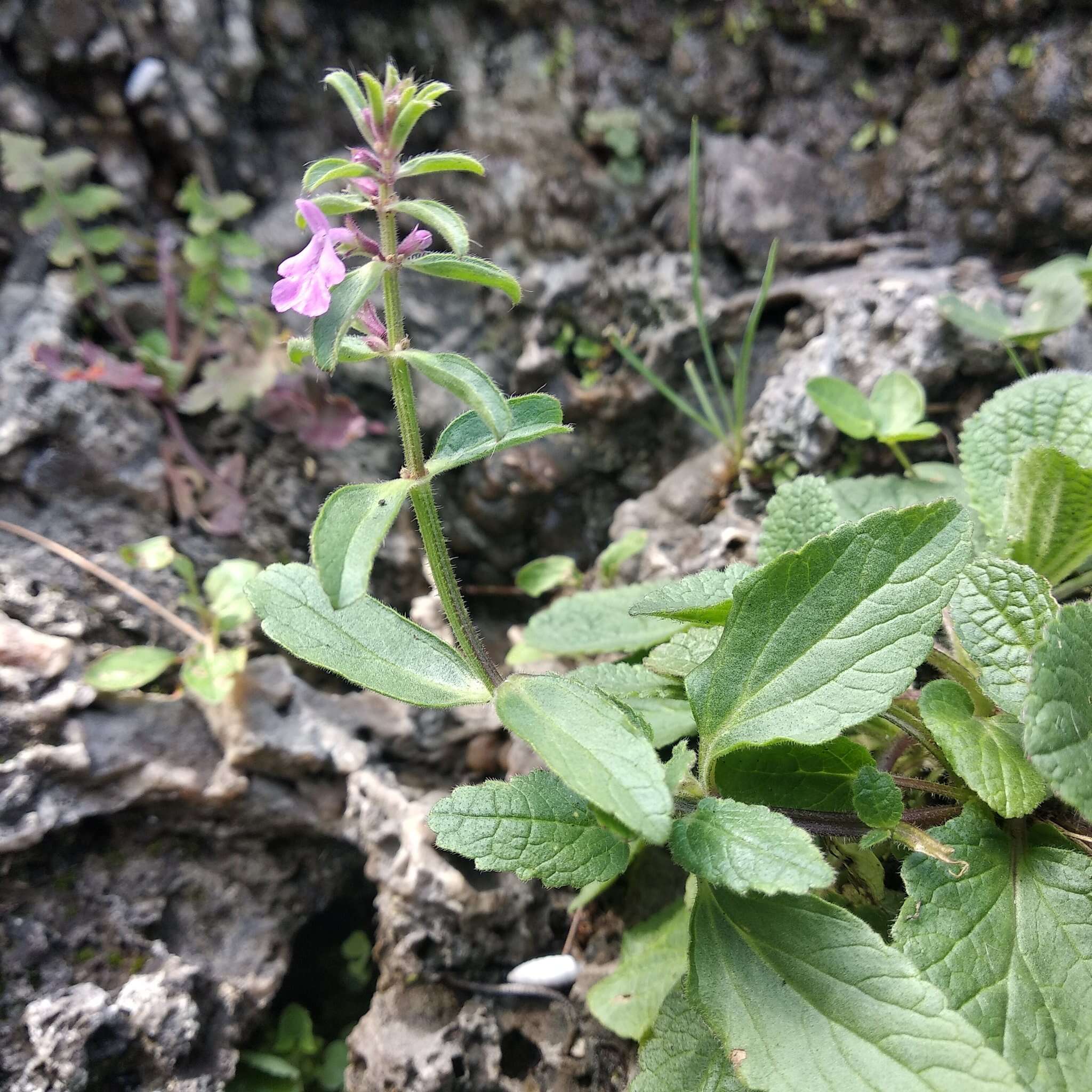 Imagem de Stachys keerlii Benth.