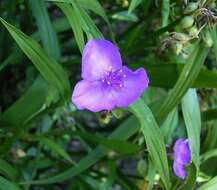 Слика од Tradescantia ohiensis Raf.