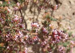 Plancia ëd Erica glabella subsp. laevis E. G. H. Oliver