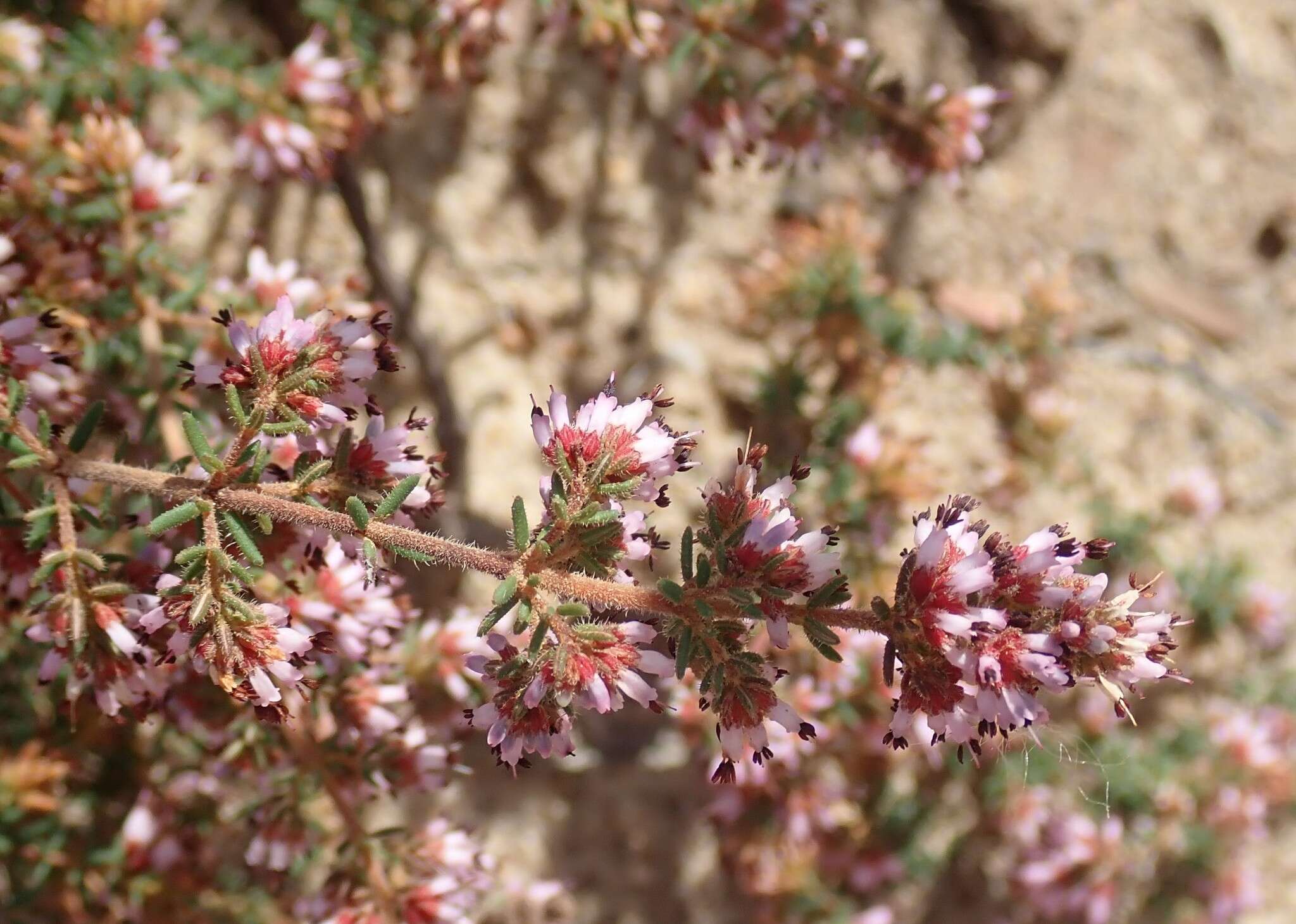 Plancia ëd Erica glabella subsp. laevis E. G. H. Oliver