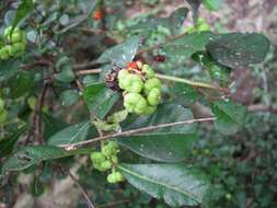 Phyllanthus sieboldianus T. Kuros.的圖片