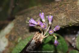 Image of Oreocharis benthamii var. reticulata Dunn