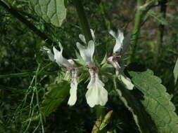 Слика од Stachys ocymastrum (L.) Briq.