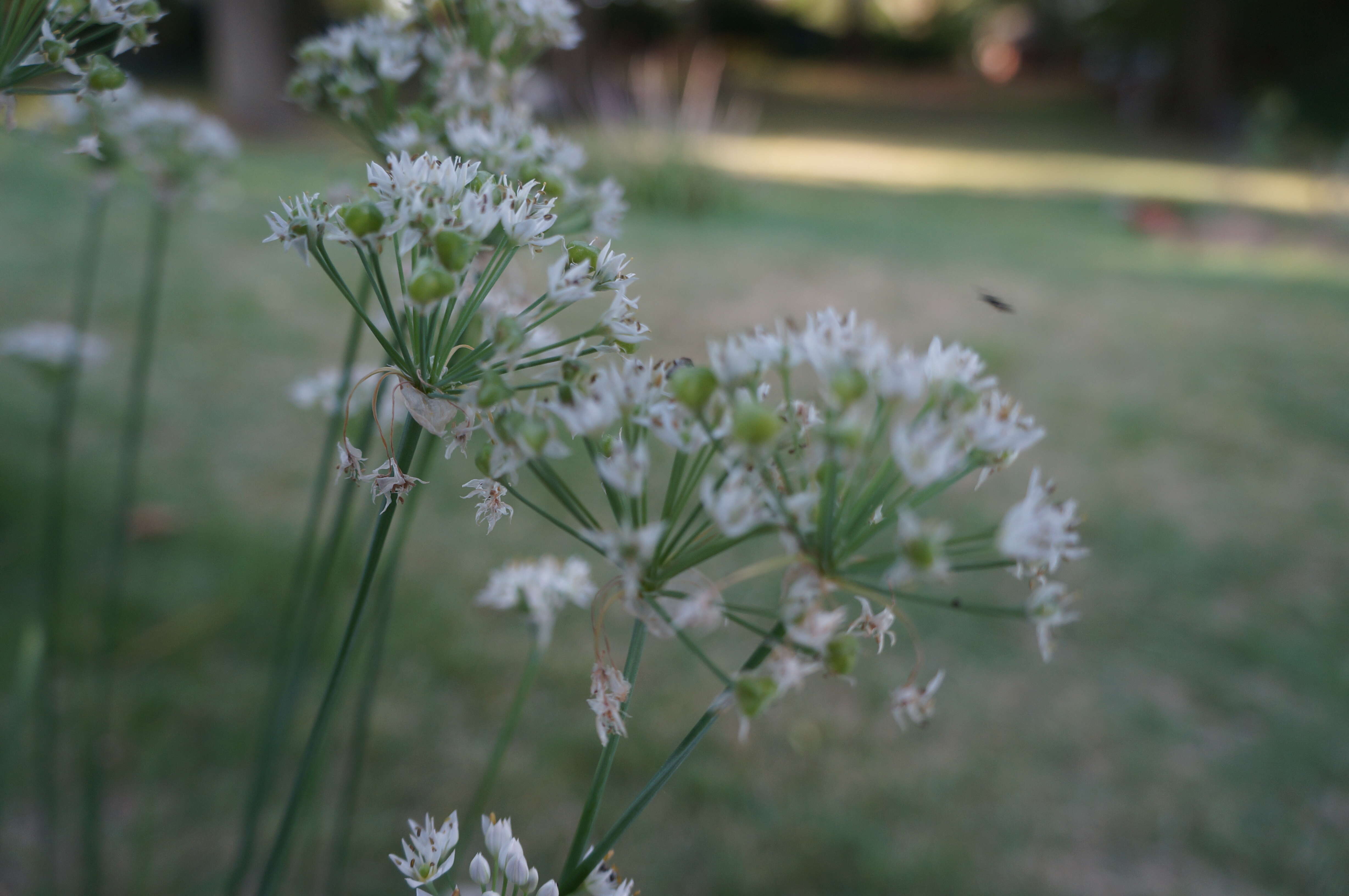 Image of Chinese chives