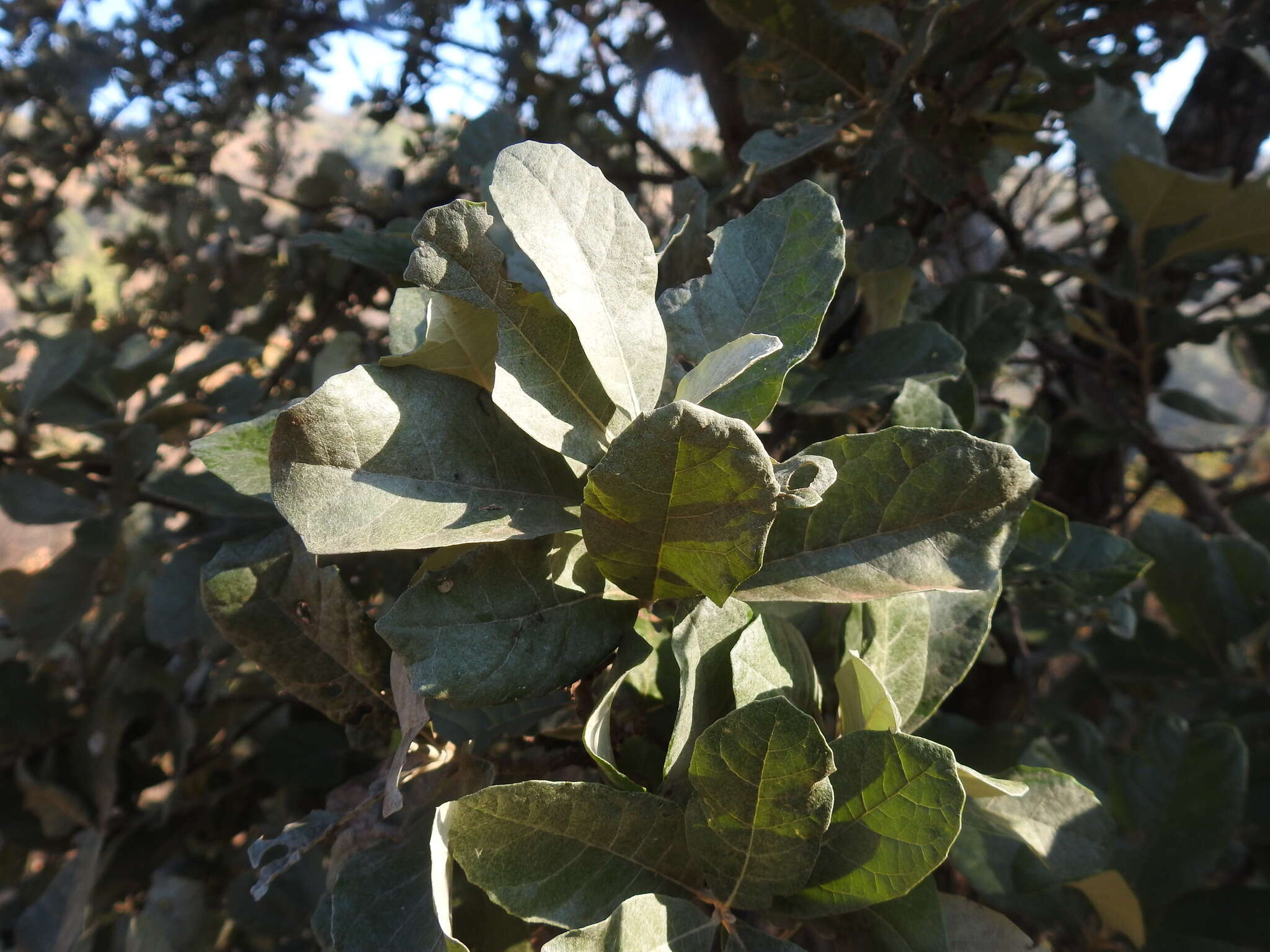 Image of Brachylaena discolor var. rotundata (S. Moore) H. J. Beentje