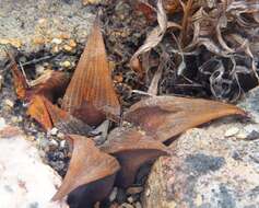 Image of Haworthia mirabilis (Haw.) Haw.