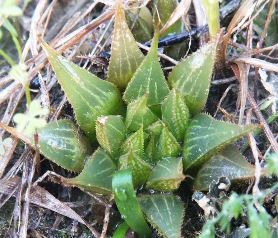 Image of Haworthia mirabilis (Haw.) Haw.